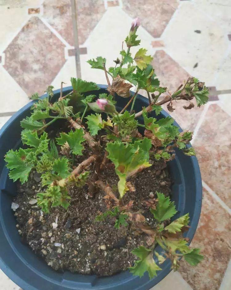 这花真便宜，100块买了一阳台，爆花多得看不见叶子
