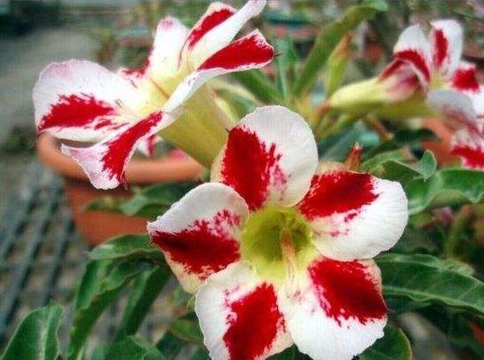 农历|农历7月22日开始，居家养这几款植物，阳台开出花海，花色美丽