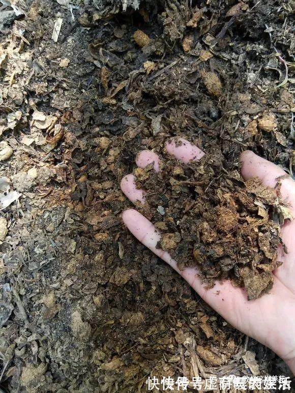 养花|老花匠:扔4种“东西”,就是扔钱,比花肥还好用,不花钱!