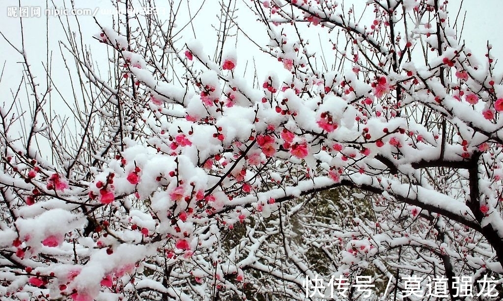 咏梅花$咏梅花最优秀的10首词排名,前两名伯仲之间,从这一角度分出高低