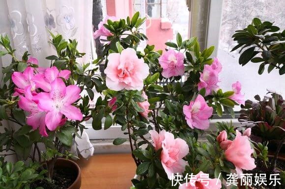 吊兰|黄叶快死的五种花卉,狠狠给它剪秃了,过几天呼呼长出一大堆