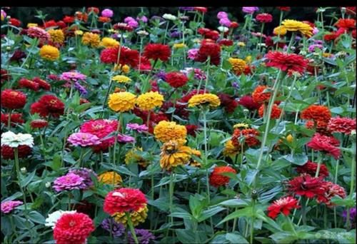 “百日菊”你知道是什么植物吗？