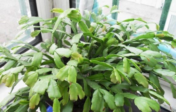 怎么让蟹爪兰开花更多、更持久？日常做到这些，花谢又能接着开