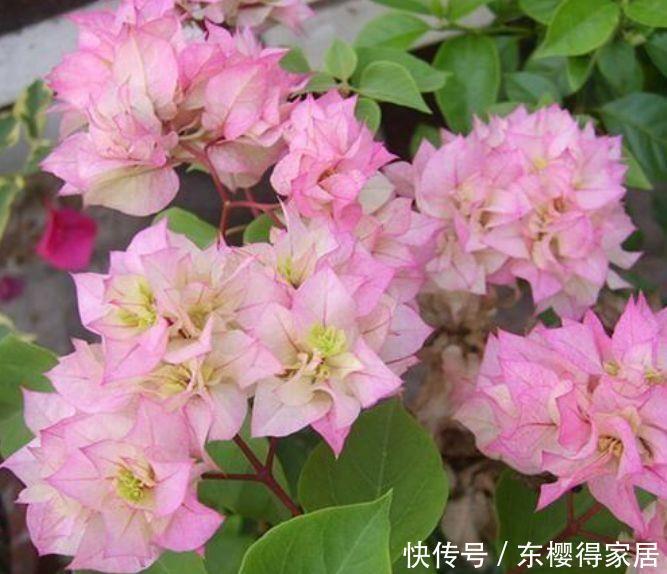 适合养在阳台的花卉,轻松开出花海,开起花来拦不住,超漂亮