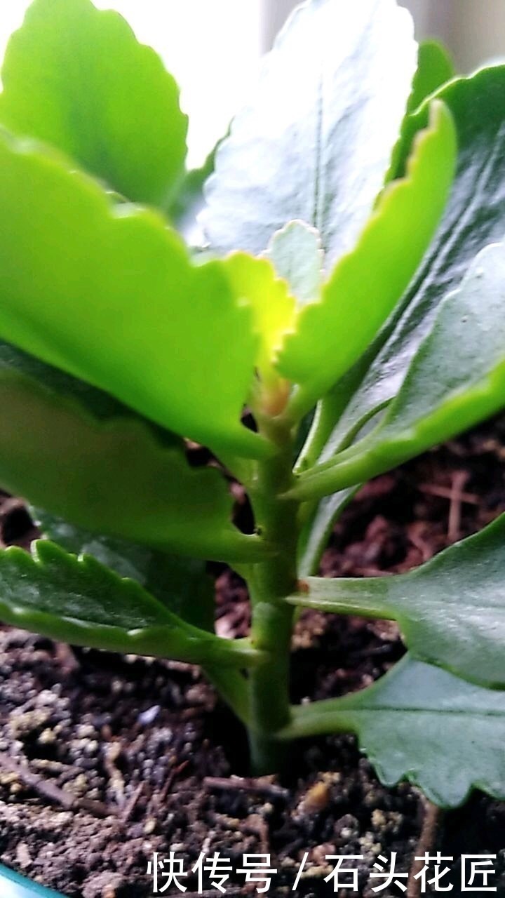 扦插长寿花,记住“选对”3种东西,生根快、长得旺