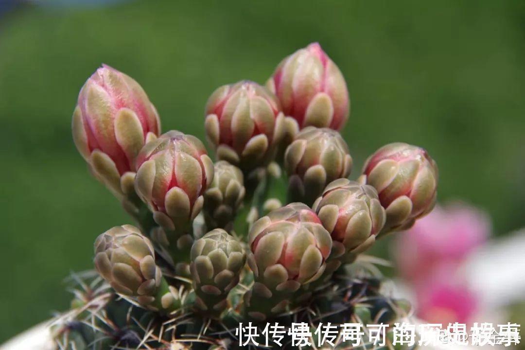 静夜静夜|6种多肉太难养,赶紧留个种,省得每年都要重新买!