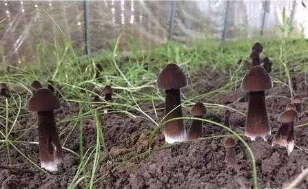 春天了，多吃三種食物，排毒養(yǎng)顏，提高身體免疫力，早吃早好