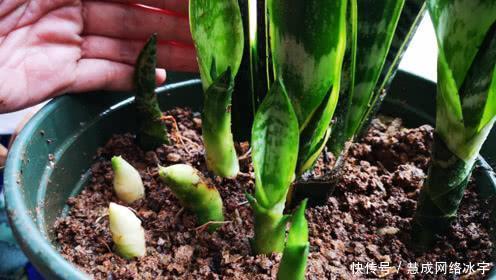 虎皮兰叶片打卷,不冒新芽,“猫腻”在这里,动动手搞定!