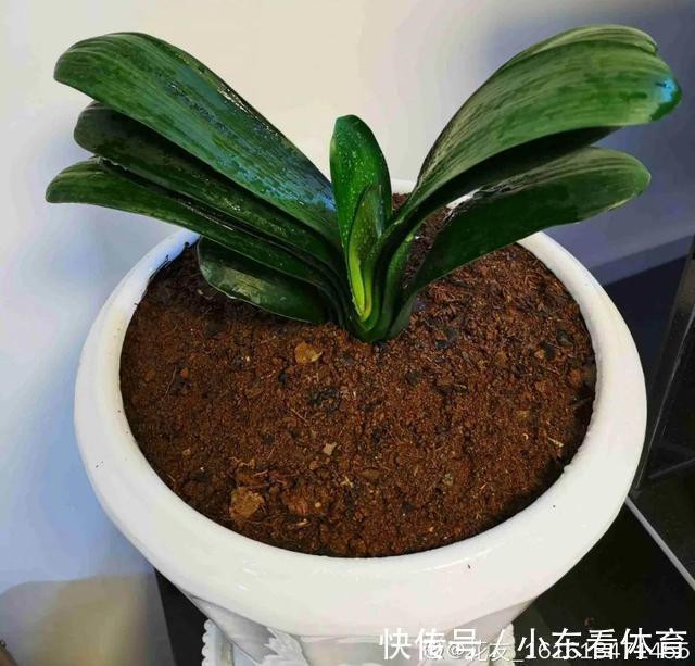 叶子|10种花要控水,天热反而不能浇,一浇水就死