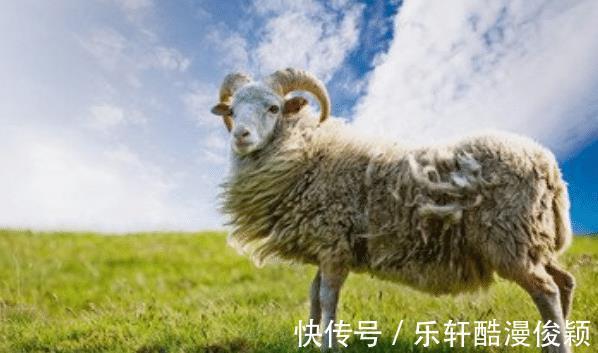 生肖狗|属羊人若出生以下四个季节，吃穿不尽，喜事连连，下半年苦尽甘来
