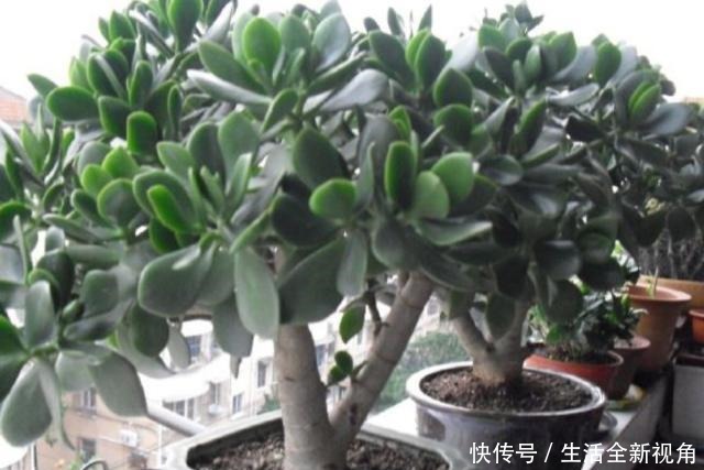 玉树小株养成老桩盆景,只需要做好4个步骤,长得粗壮、株型美观!