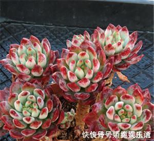 墩子|养棵多肉蓝苹果，大水大肥伺候，一年能爆10个头，养成群生肉墩子