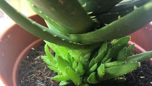 肥厚|养芦荟,记住1个小要点,侧芽冒20个,叶片翠绿肥厚,一年爆盆