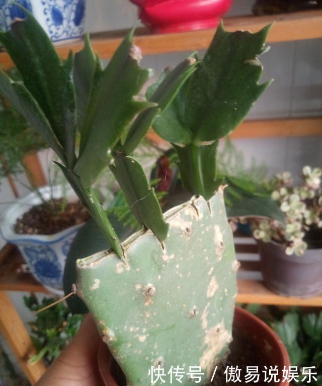 嫁接|嫁接蟹爪兰最好的“季节”,仙人掌割一刀,插上蟹爪兰,飞快开花