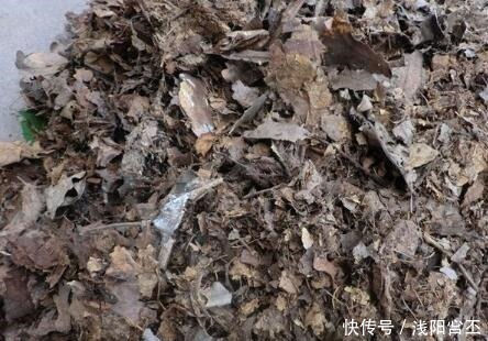 养金边吊兰，盆底放一把干树叶，三月后疯长爆盆，叶多穗多特别旺！