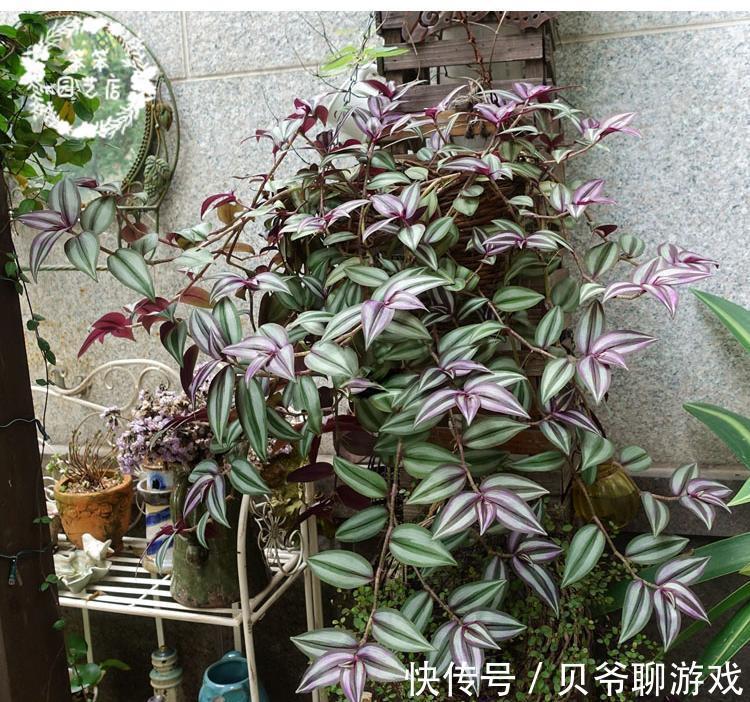 常春藤|9种流行“网红花”,挂起来更漂亮,串串花墙,垂下2米长