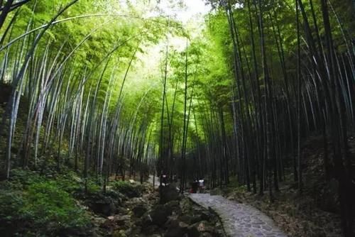 流出|挖冬笋的季节，祁门祖传《挖笋秘籍》流出……