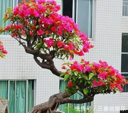 爆盆|新手养护花卉,就养花苞“翻倍长”的花卉,次次开花都“爆盆”