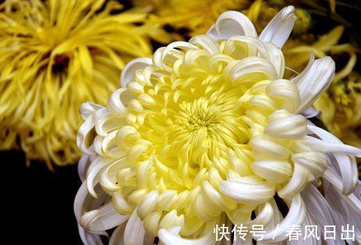 香气|农历7月14日开始,养花养个耐看的,香气四溢,越晒越爆盆