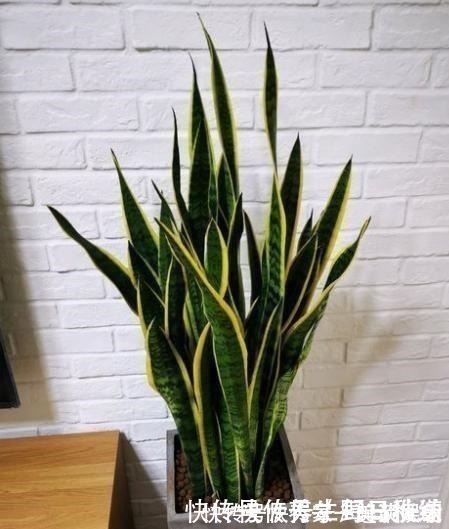 不会给虎皮兰浇水，只需记住“4个字”，叶片宽又厚，爆满一圈芽！