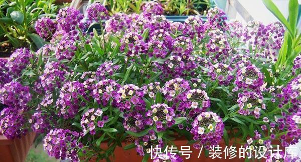 香雪球|5种“香水花”,妖娆又艳丽,家里养一盆,比香水都好闻