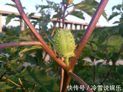 农村|它是曼陀罗的种子，也是农村的“刺头”，可以治疗多种疾病