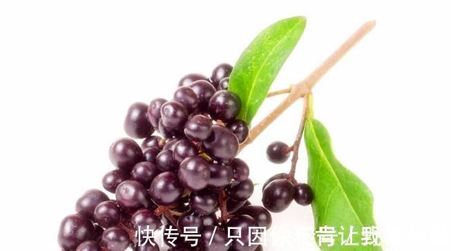 腰膝酸软|女贞子泡水喝可以治疗什么疗效到底怎么样今天来告诉各位答案