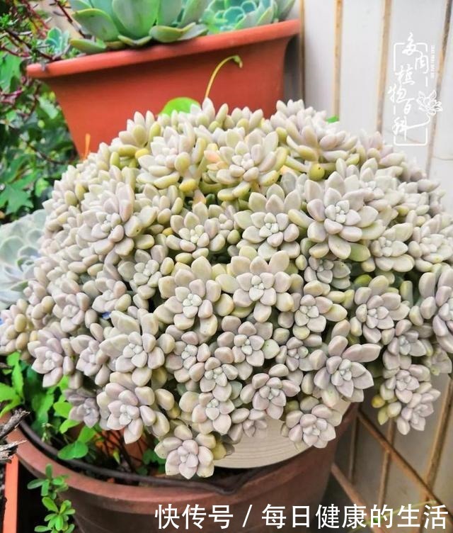 如何让多肉变美看看我是如何宠它们的！如何让多肉变美看看我是如何宠它们的！