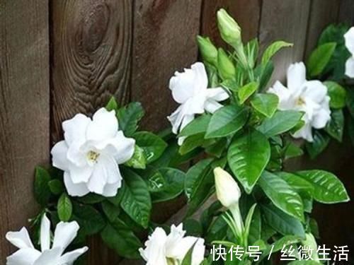 花卉|这种酸性水,半月给花喝一勺,之子、茉莉开不停,香味瓢满屋