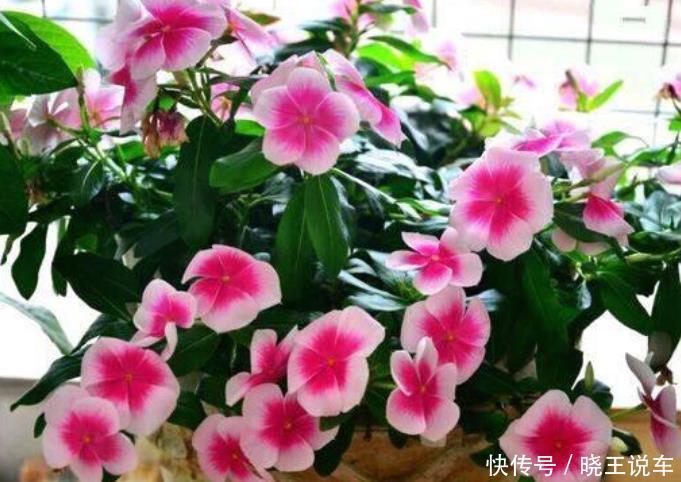 4种花,是花卉中的“劳模”,花姿妖娆,四季繁花似锦,美