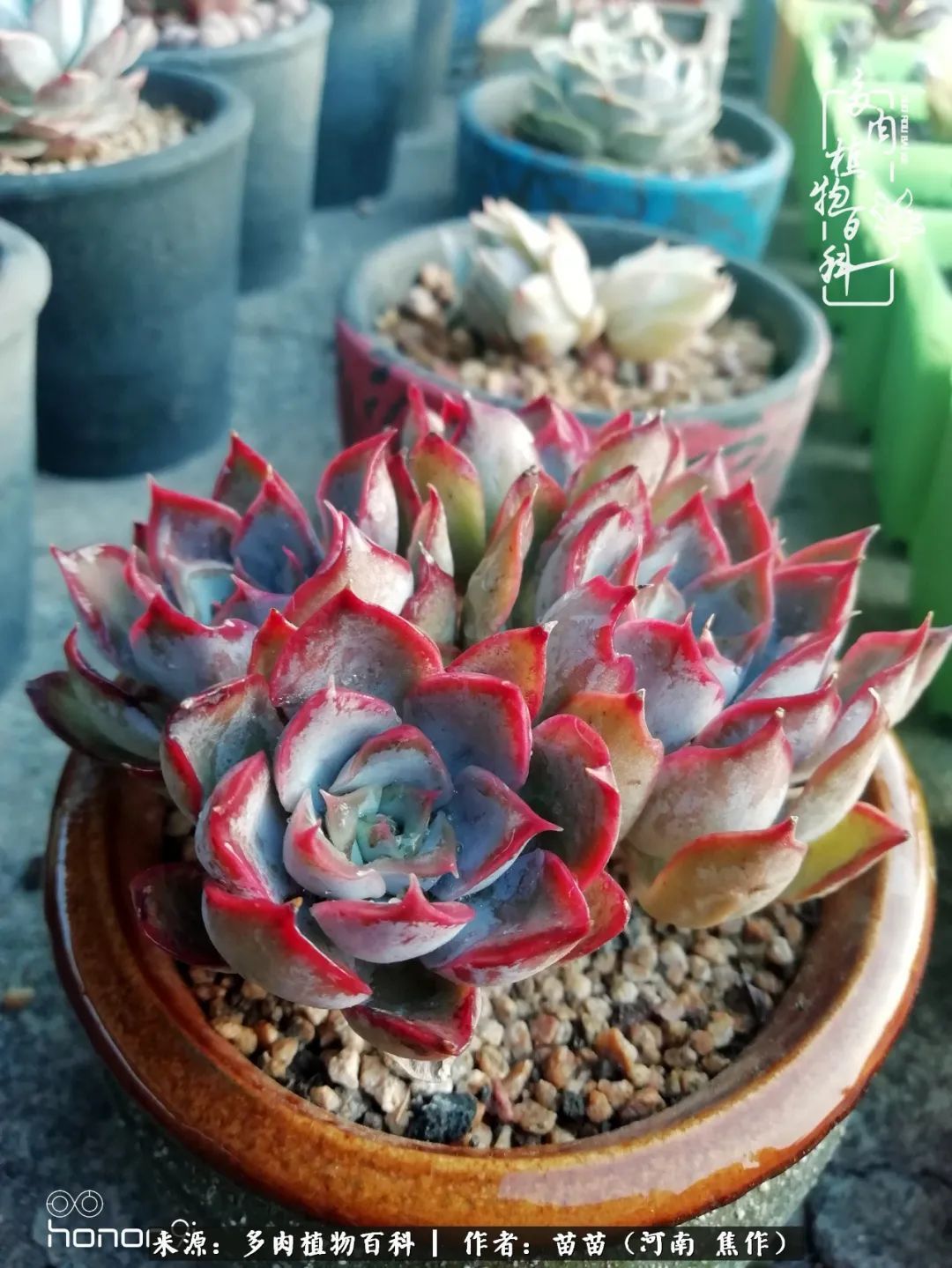 迷上多肉后,有一种喜欢叫一日看三回!