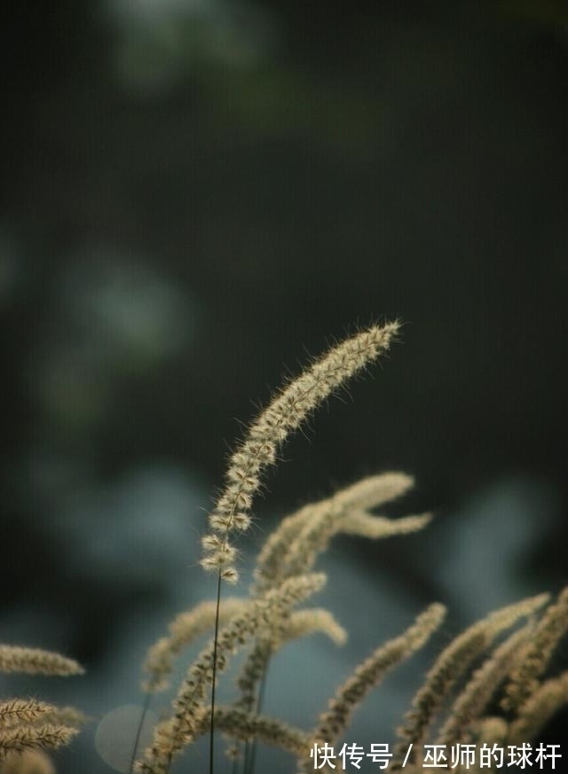 爱的人|桃花满枝，挚爱牵手，喜鹊上门，邂逅良人，破冰和好