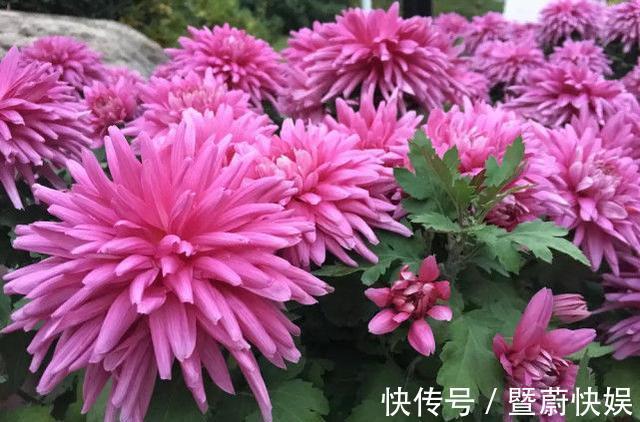 珍稀菊花|“珍稀菊花”胭脂红，花团锦簇，清新之美，堪称是养花必备