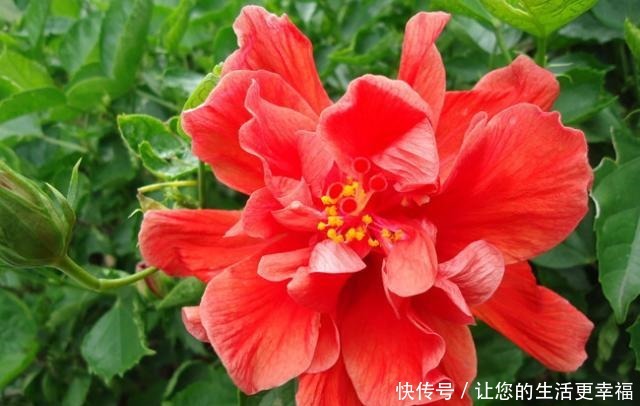 世界十大花期最长的花,全年都开的花有哪些什么花的赏花期最长!