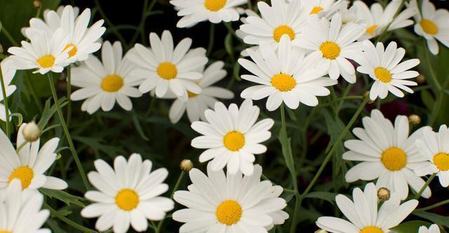 扶桑花|才知道,以下的花,养殖简单,开花漂亮,花期还长,一定要养几盆