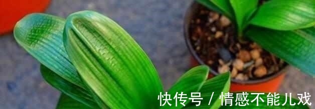 盆栽|什么阿司匹林、维生素都不如“1块它”,掰碎扔盆里,壮根挤破盆