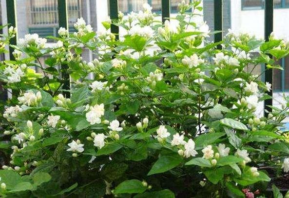 秋天|秋天买茉莉,枝头满花苞3点谨慎,别手欠,开成“爆花王”