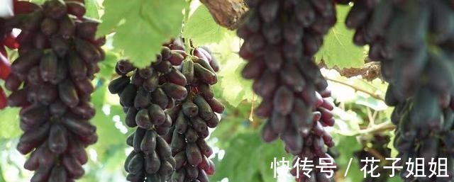 有院子的朋友，不要错过这种果树，不怕旱不怕晒，好吃还好看！