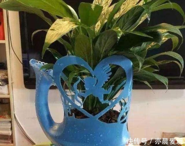 养花|养花也是门技术活，瓶瓶罐罐当花盆，各种废料当花肥，方便实用