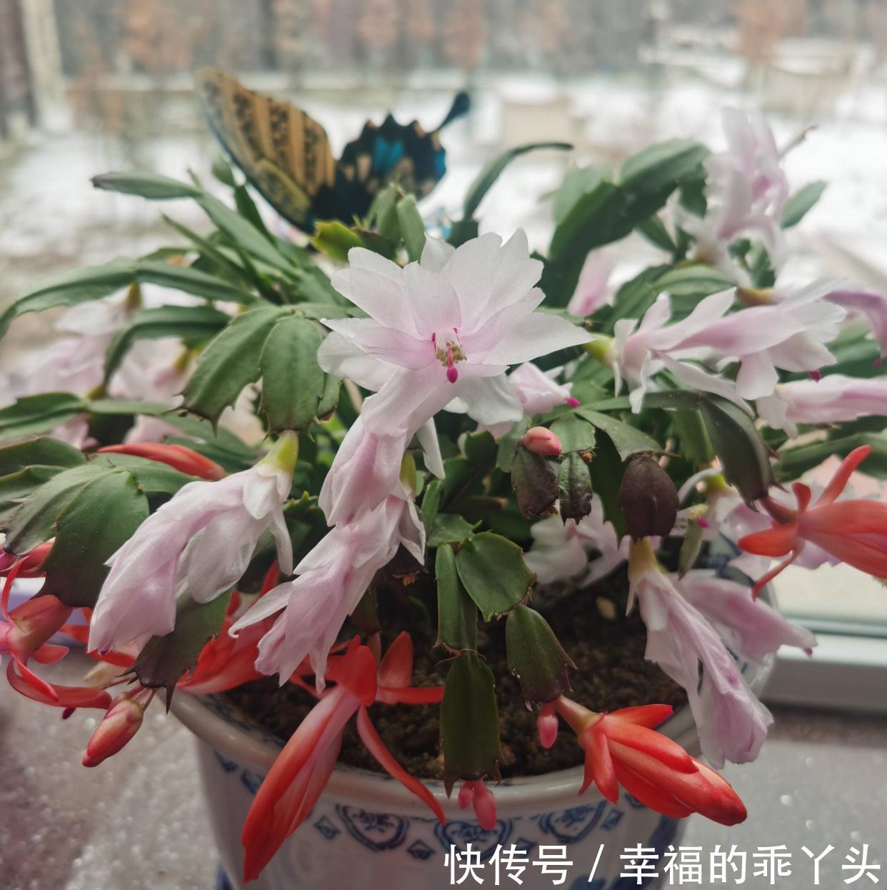 冬天快扦插这3种花,插土里生根很快,成活率高、花多又美