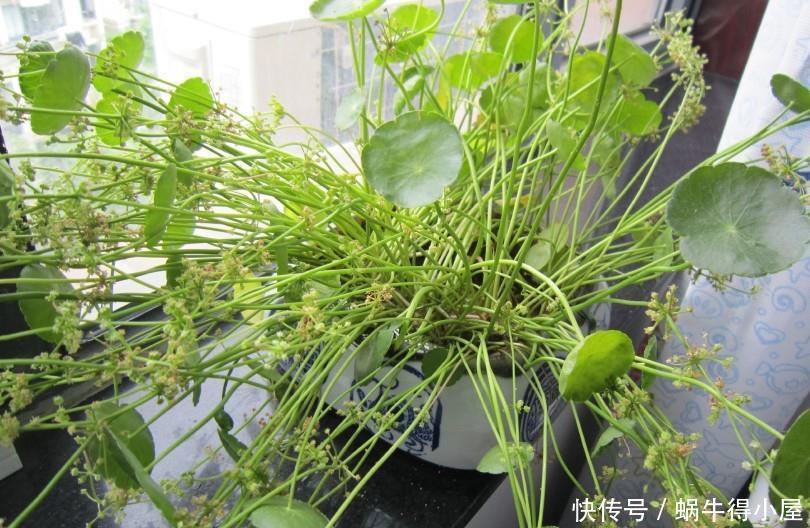 名字寓意很好，常被当绿植种植，却不知危害极大，请重视