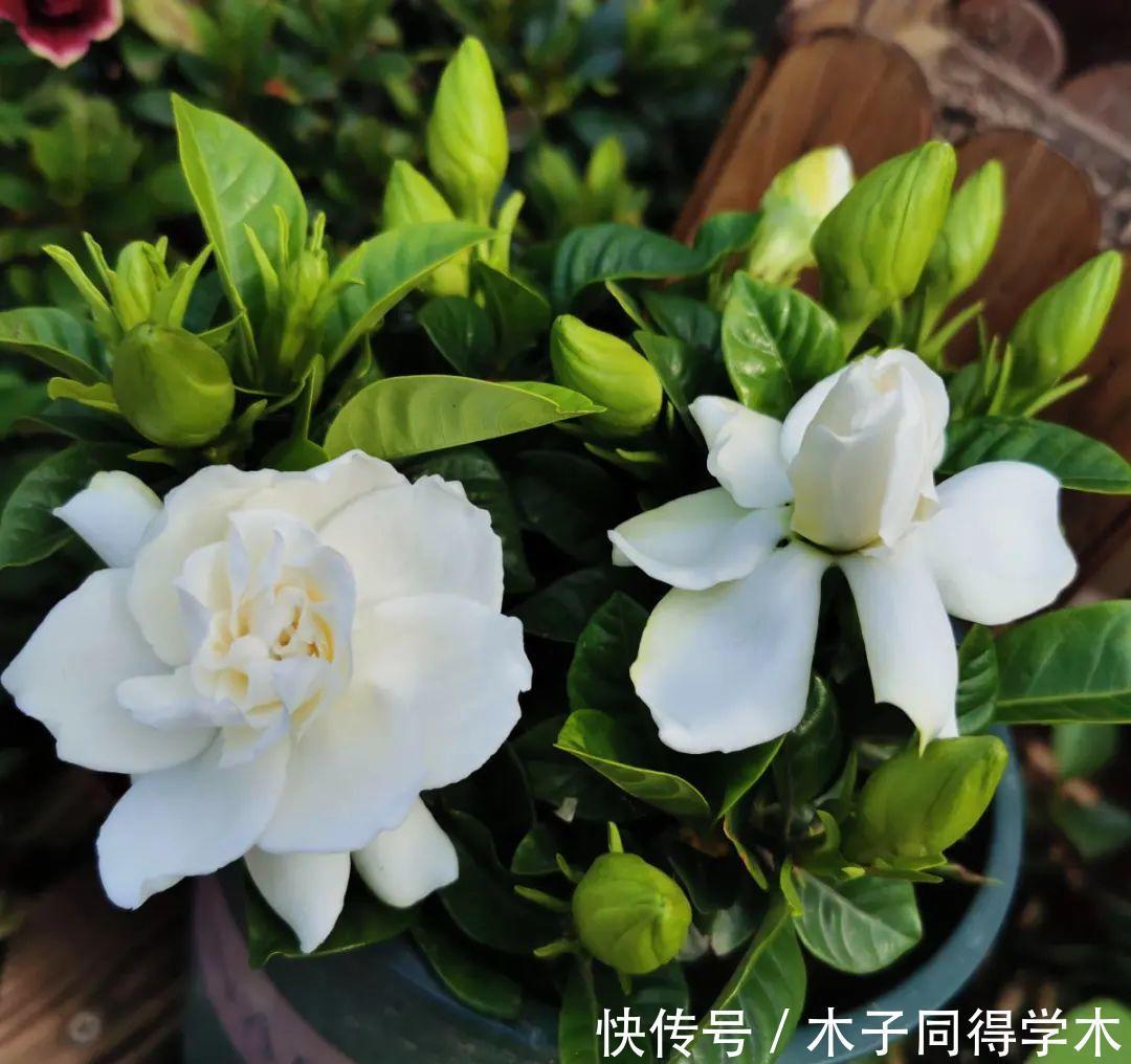 马上进入花期的花,10天一次肥,下个月就开花