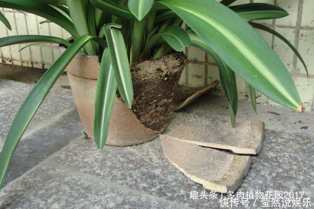 土壤|土壤出现板结是养花大忌,四招轻松化解