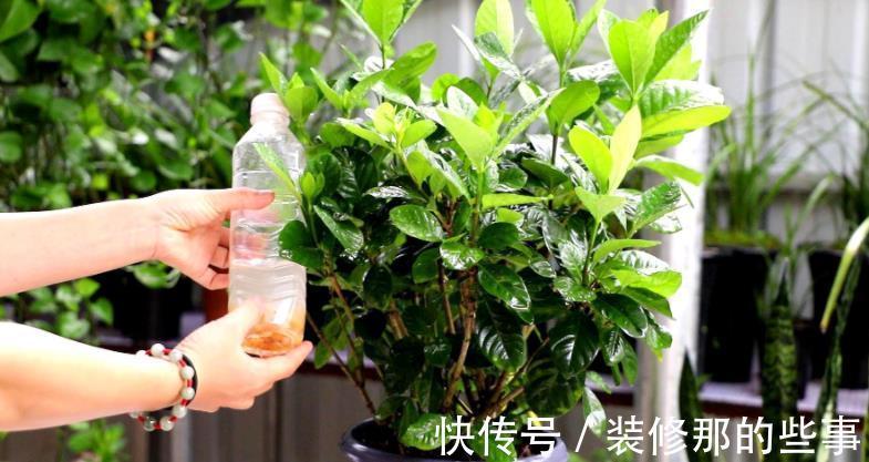 自制肥|喜欢养花,夏季就抽点空自制肥,闷2、3个月就能用了