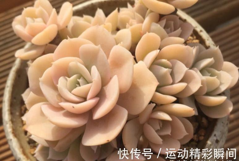 多肉圣卡洛斯,藏在鲁氏石莲背后的幽灵——粗看一样,细看却不同