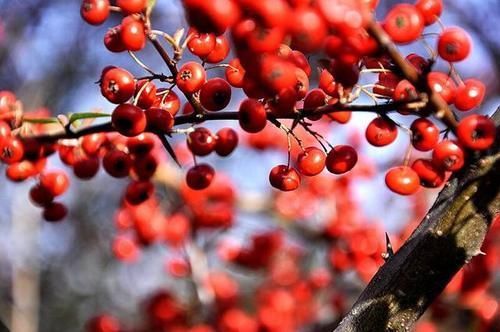 孙大妈|肝不好不可以吃南瓜?医生提醒:肝脏损伤,“2种”食物需要少吃