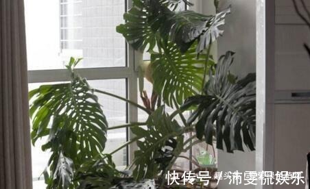 盆栽|现如今,很多人爱养“3种植物”,难怪都钱多,过得好,你家有