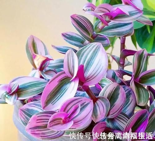 油画婚礼|吊兰中的贵族“油画婚礼”,一叶多色,好养易活,自带浪漫气息