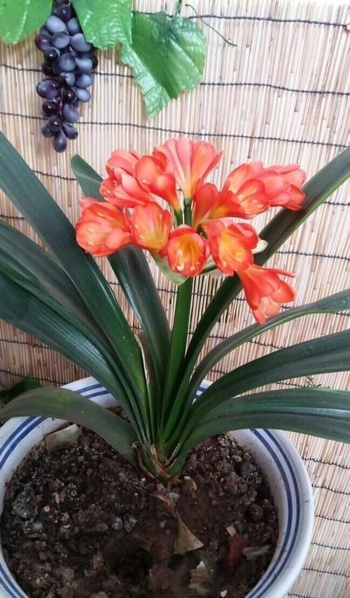 花都会|想把君子兰养好,掌握这四个方法,能开出美丽的花朵