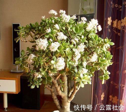 芦荟|客厅养上4种花,好养又大气,叶片四季翠绿,还能净化空气